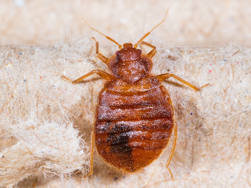 Bedbugs are small, flat human blood sucking insects