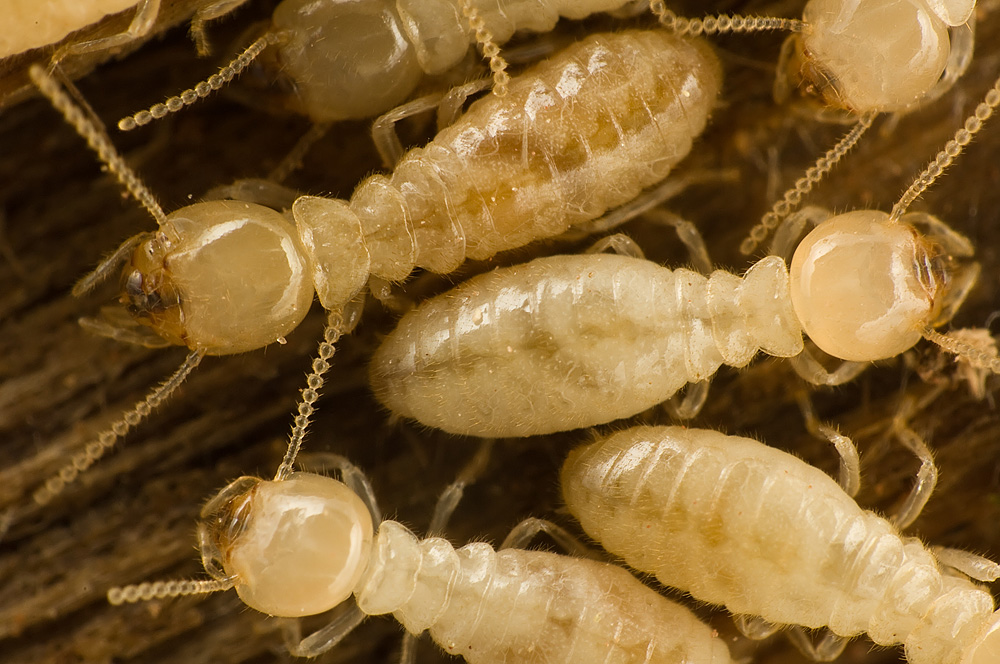 Subterranean termites live in colonies within the soil