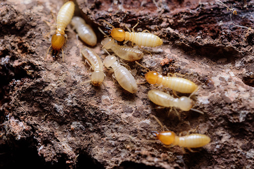 Drywood termites are found in Southern California , Central Valley, along the coast and Bay Areas.